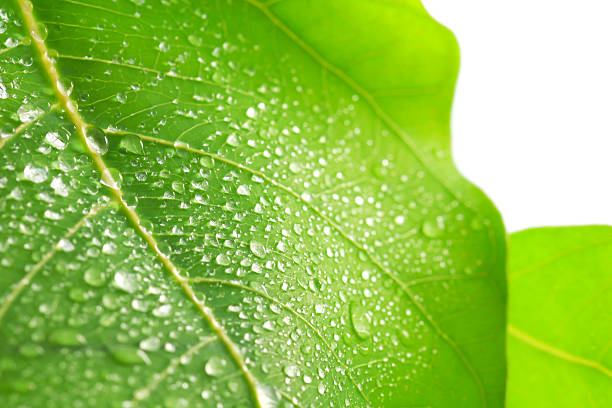 istock Green leaf with drops of water 509912494