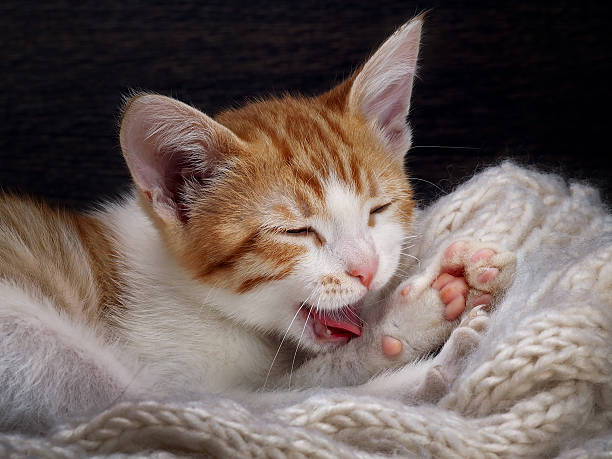 istock The kitten washes. Portrait woken kitty. 509912758