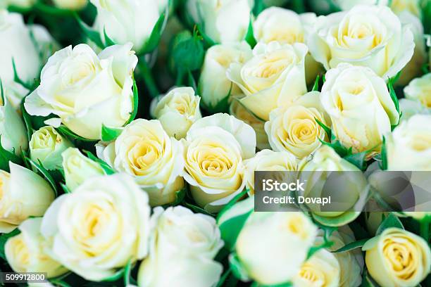 Fresh White Roses With Green Leaves Stock Photo - Download Image Now - Beauty, Beauty In Nature, Blossom