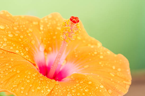istock Orange hibiscus flower. 509913090