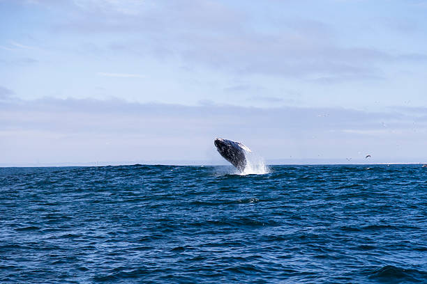 istock Humpback whale (Megaptera novaeangliae) jumping out of water 509913188