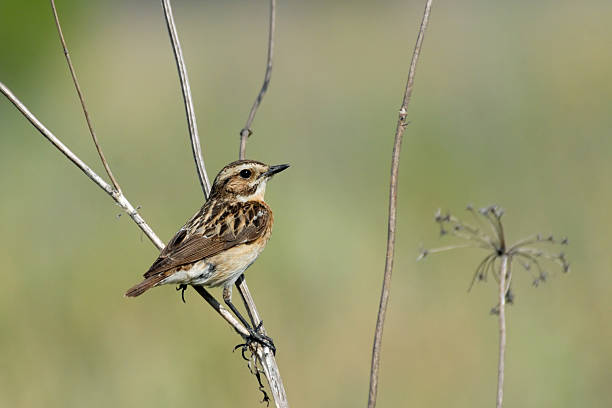 istock Perching female Whinchat at dry grass 509913464
