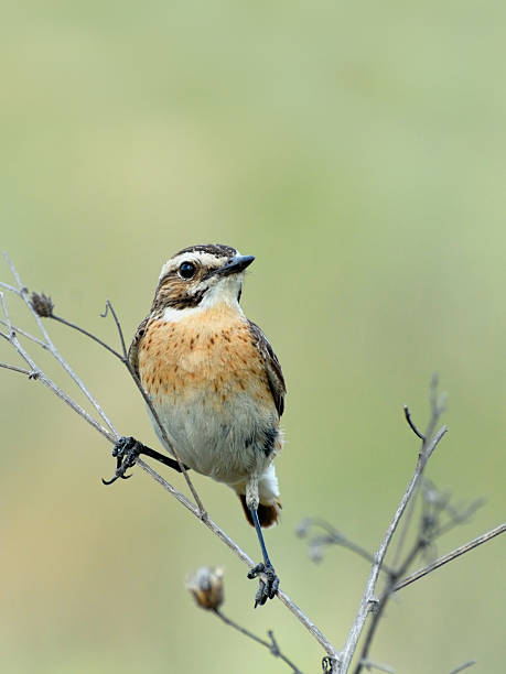 istock Perching male Whinchat at dry grass 509914012