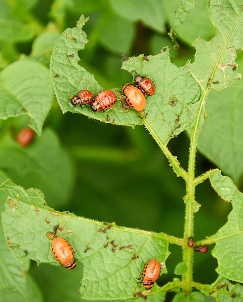 istock nasty young Colorado beetles 509914260