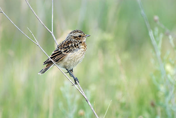 saxicola rubetra empoleirar-se juvenis em capim seco - whinchat - fotografias e filmes do acervo