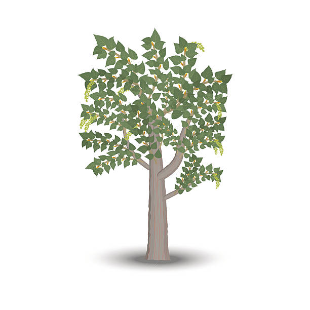 Vector Poplar Tree 80+ Poplar Tree Bark Illustrations, Royalty-Free Vector Graphics & Clip ...