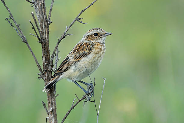 istock Perching juvenile Whinchat at dry grass 509914658
