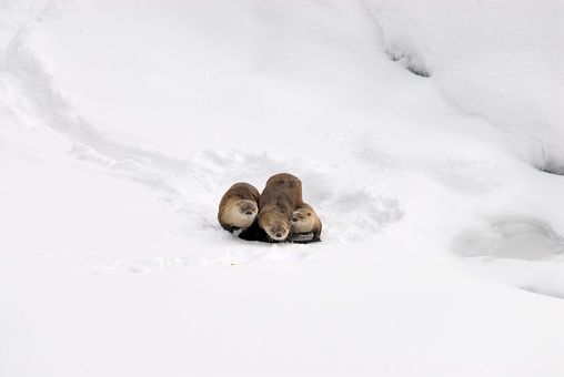 Otters play in the snow just off the Yellowstone River, Wyoming
