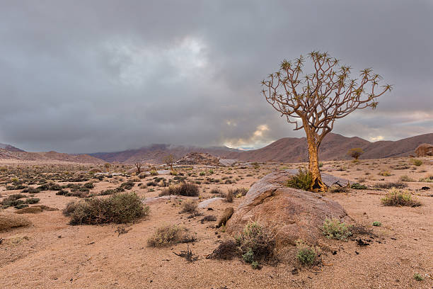 bajo nubes en richtersveld - richtersveld national park fotografías e imágenes de stock