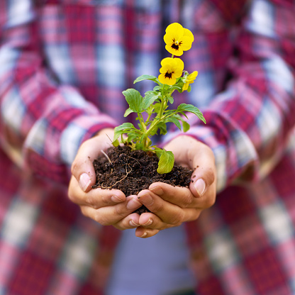 Cropped shot of a woman holding a flowering seedling in a handful of soil