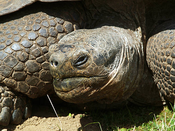 istock Aldabrachelys gigantea - Giant tortoise 509916032
