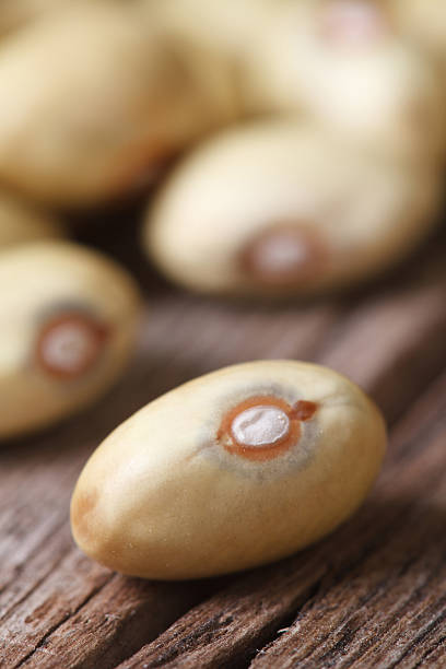 istock Raw yellow kidney beans on an old wooden macro 509916499