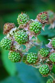 brombeeren.jpg?b=1&s=170x170&k=20&c=gkXBiLajGgwp8lUC6qDZ19YoI2h8HK4f9vfahN-a9I0=