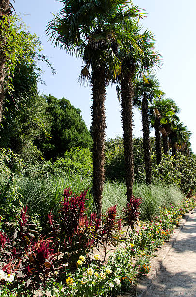 istock Few palm trees in the garden 509917472