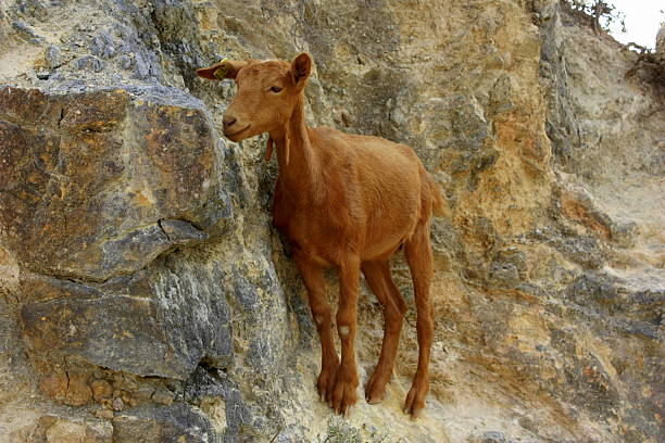 istock Young goat climbing over steep rock 509918223