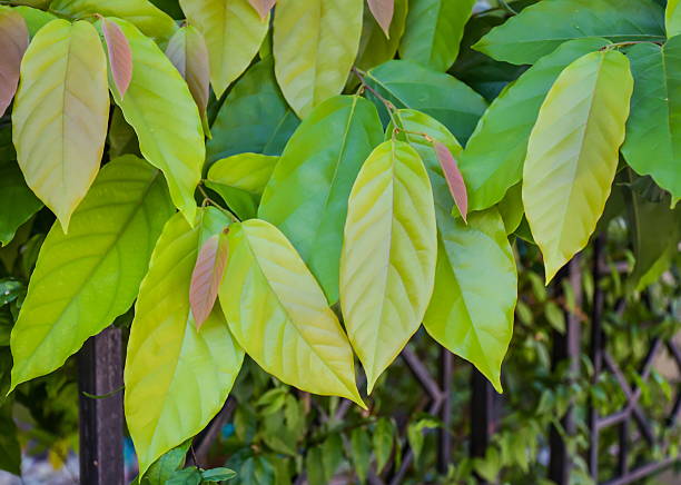 istock Green leaves in the garden 509918454