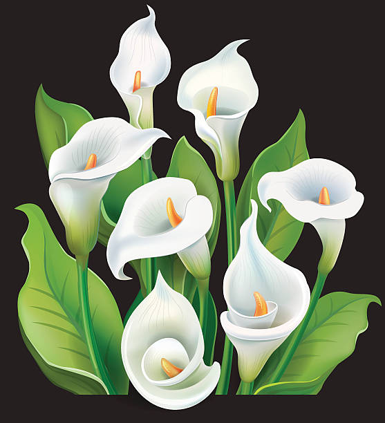 Bouquet di Calla bianca su sfondo nero su sgargianti fiori tropicali - illustrazione arte vettoriale