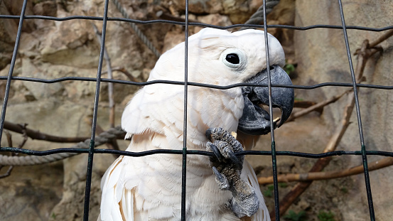 Beautiful White Cockatoo Parrot (Cacatua alba) in Cage