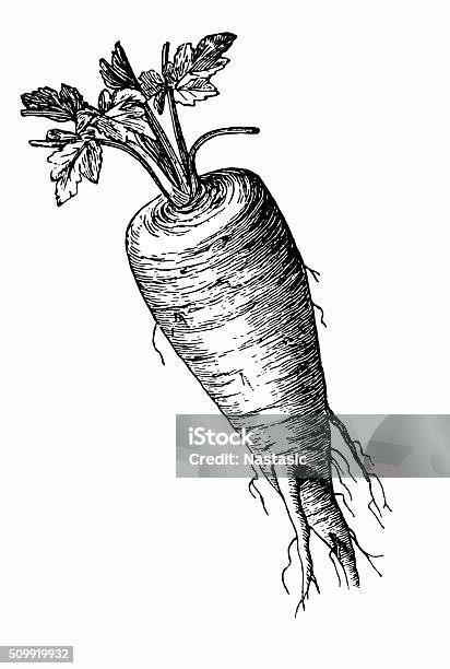 Parsnip Stock Illustration - Download Image Now - Parsnip, Ancient, Antique