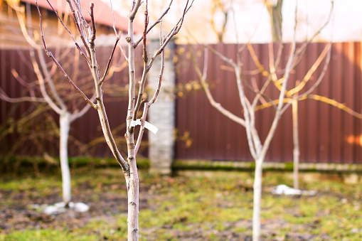 Freshly planted leafless young fruit trees in an early spring garden.