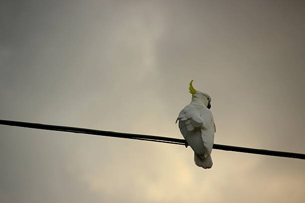 istock Wild cockatoo resting on a power cable 509920284