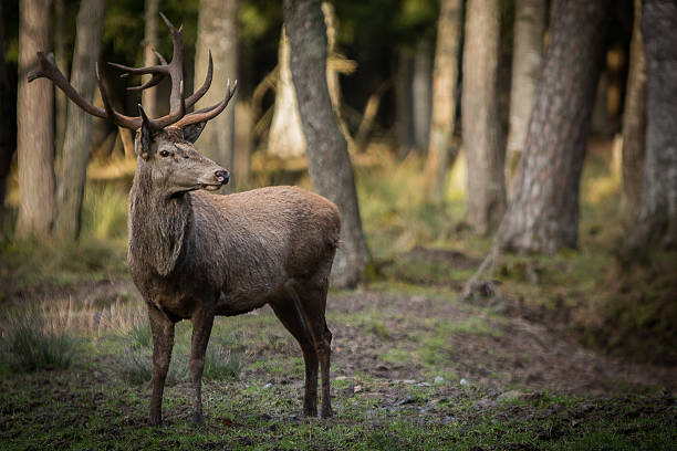 deer - brow antlered deer zdjęcia i obrazy z banku zdjęć