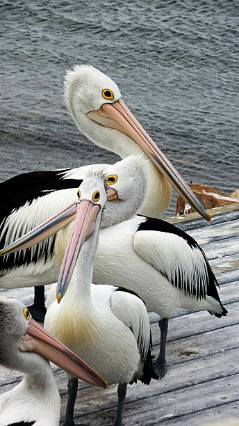 istock Conspiracy of Pelicans 509920932
