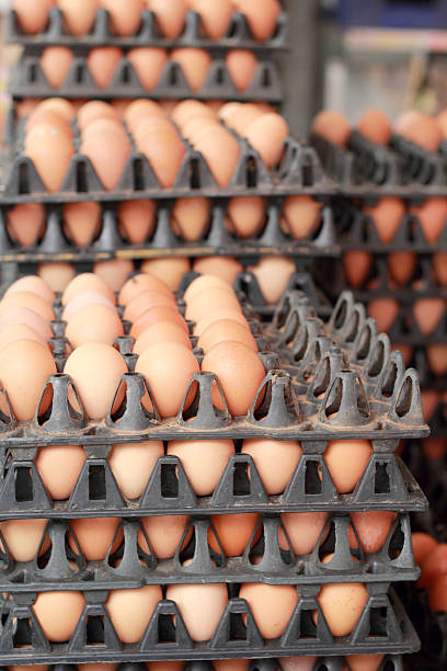 istock brown egg in the farm 509922153