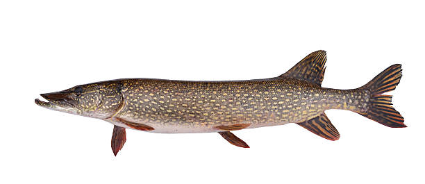 Northern pike stock photo