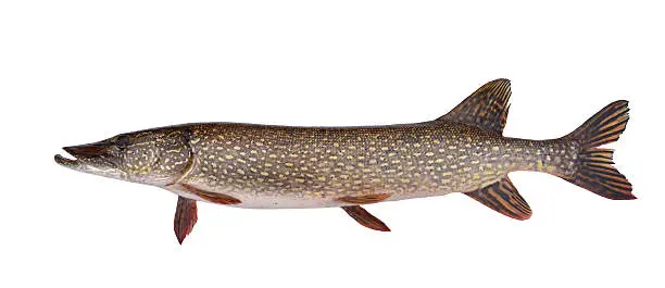 Fresh caught northern pike (Esox lucius), Michigan state, USA. Pike is typical fresh waters predator of the Northern Hemisphere, grows to a relatively large size: the average length is about 70–120 cm (28–47 in). 