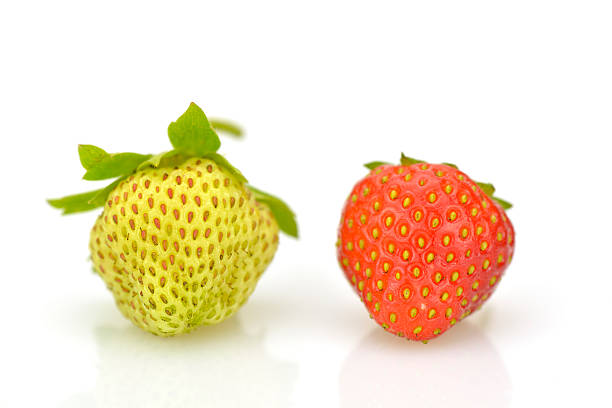 istock Ripe and unripe strawberries 509922961