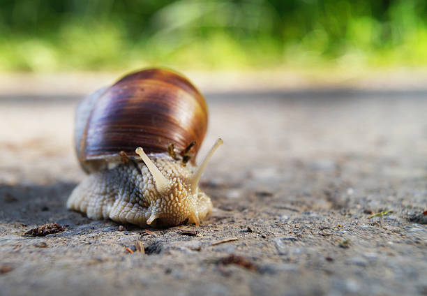 slug on a street stock photo