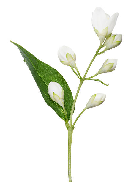 istock isolated jasmine branch with buds 509923051