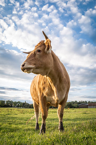 istock Cow on the pasture 509923109