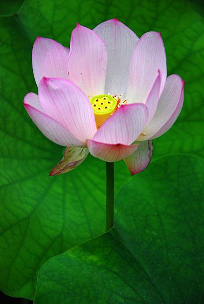 istock Beautiful blooming lotus in summer 509923240