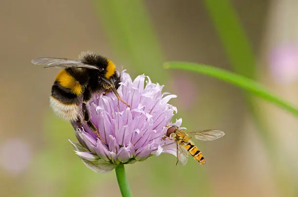 Photo of Bumble bee and hoverfly on chive flower.