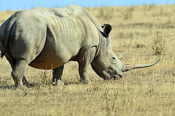 istock White Rhino in Kenya 509924460