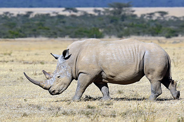 istock White Rhino in Kenya 509924486