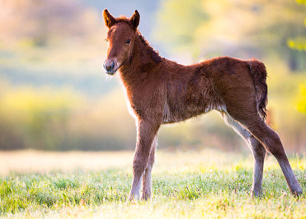 Icelandic horse only five days old stretching and looking at camera.