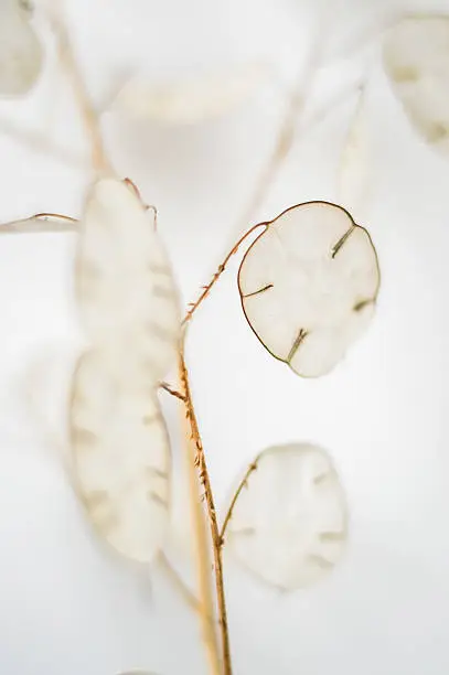 Lunaria annua - Honesty plant close up