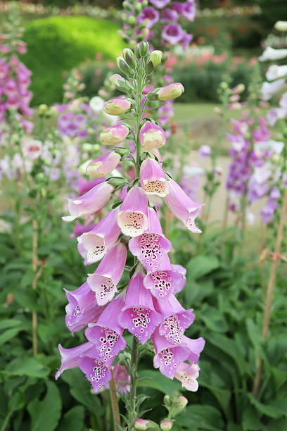 istock Bell-shaped foxgloves in summer bloom 509925278