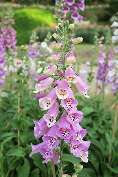 istock Bell-shaped foxgloves in summer bloom 509925328