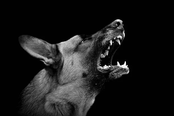 Photo of Angry dog on dark background