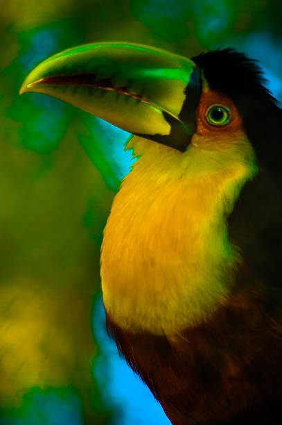 toucan - exotic bird, large beak, common in Brazil, living in the Atlantic Forest