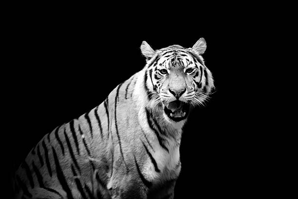 тигр на темном фоне - tiger animal endangered species human face стоковые фото и изображения