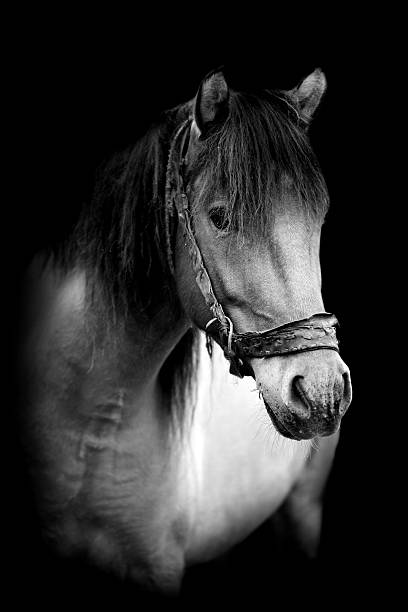 istock Horse on dark background 509926446