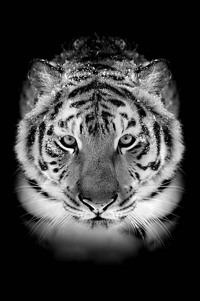 тигр на темном фоне - tiger animal endangered species human face стоковые фото и изображения