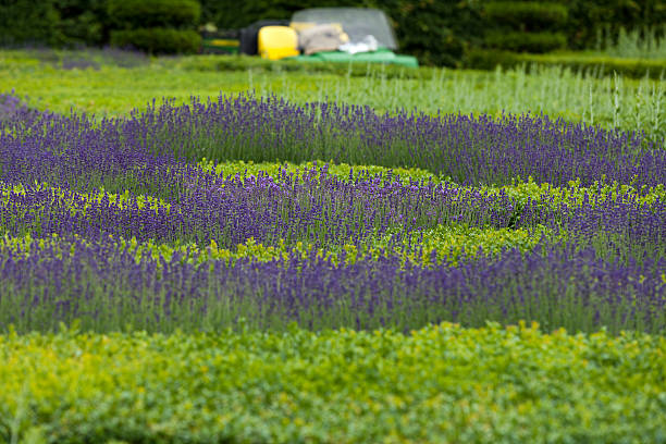 istock flourishing lavender 509926744