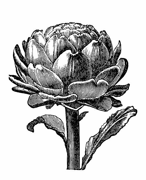 illustrations, cliparts, dessins animés et icônes de artichaut - artichoke vegetable isolated food