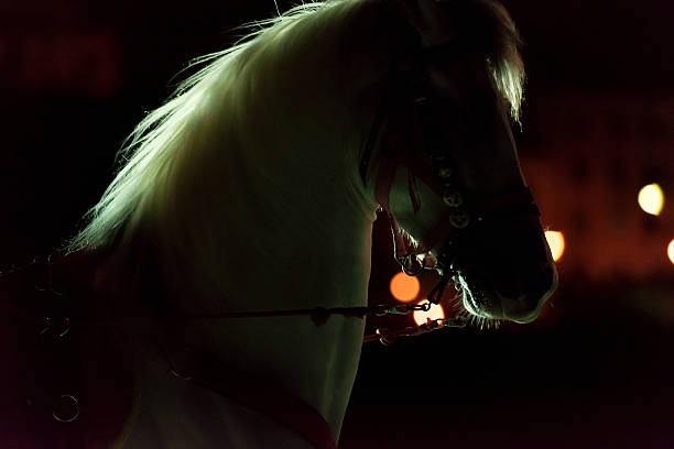 istock Horses waiting for night to Palermo 509927902